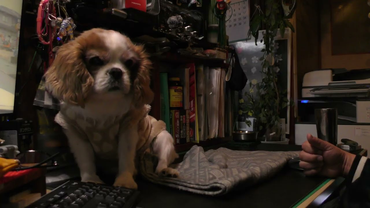 A Simple Night in Japan (25 min)