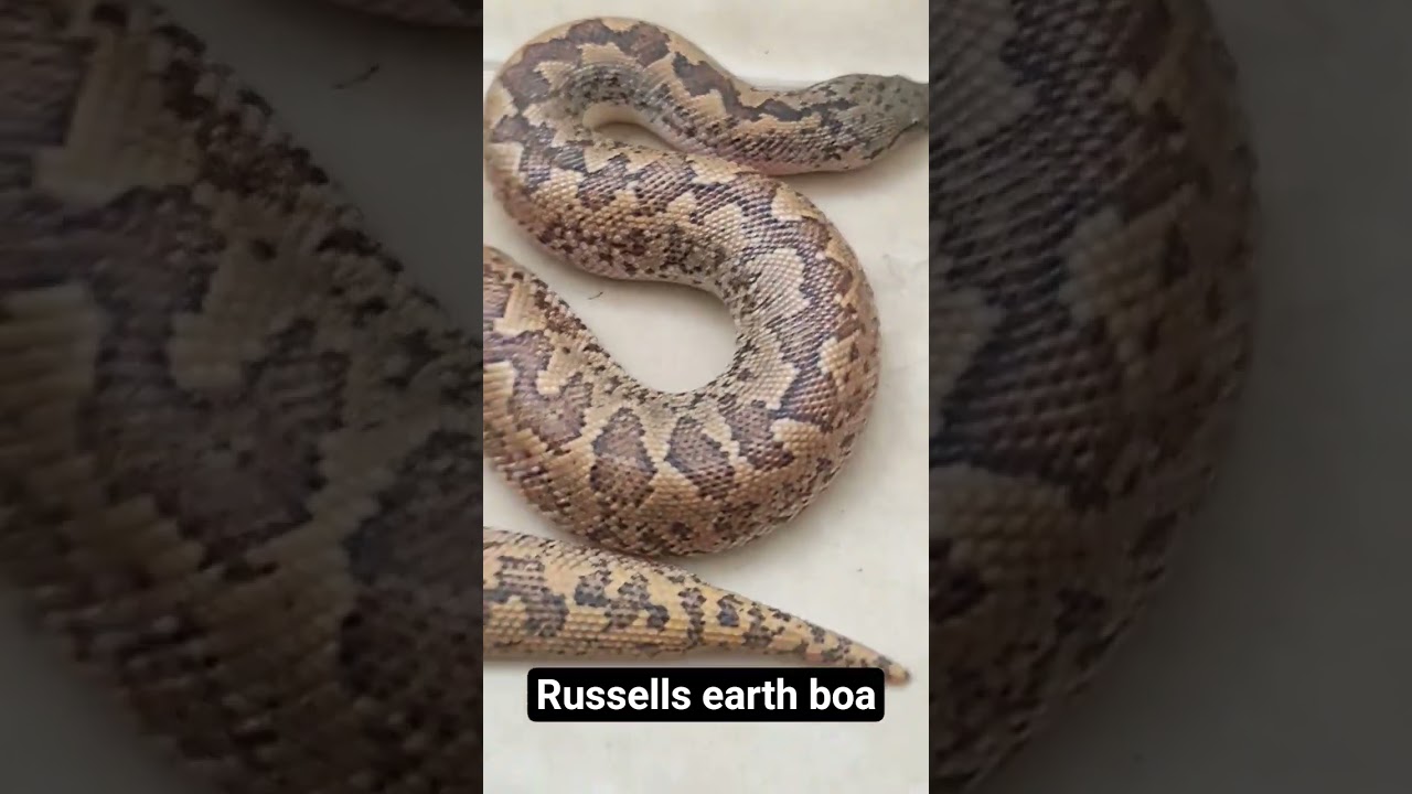 Russell Earth boa 