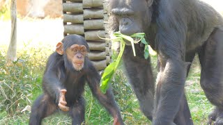 ディルの大切な一日✨時間分Dill's important day✨2 hours 7 minutes　多摩動物公園　チンパンジー　20243