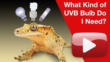 What Kind of UVB Bulb Do I Need?