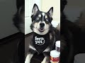 Best Organic Dog Supplements 💖| #ferapets #dogsupplements #pomsky #huskymix #dog #shorts