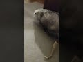 Ziggy The Flirt Our Opossum Likes A Good Back Massage 