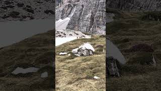 Whistling Marmot