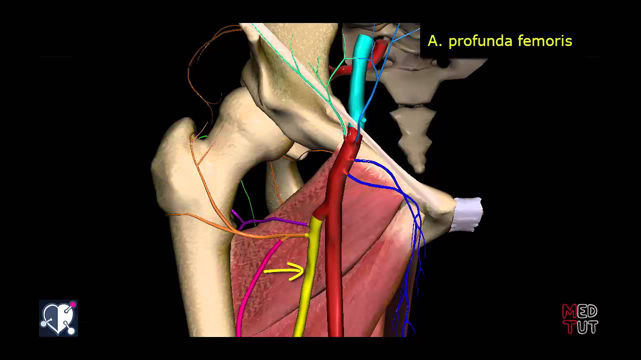 Untere Extremität - Arterien - Oberschenkel - 3D