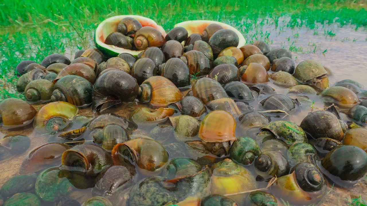 Top video fishing snail !!! A lot of snails catching by hand fisherman at the special place 