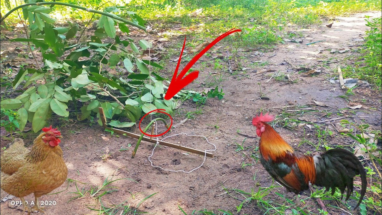 Breathe the bamboo to catch chickens.[DIY Menghur] 20 YouTube