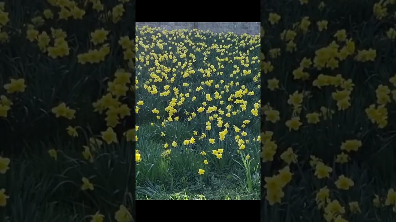 walking along this millions of daffodil flowers # 