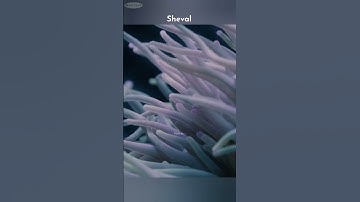 The real source of Oxygen 😯