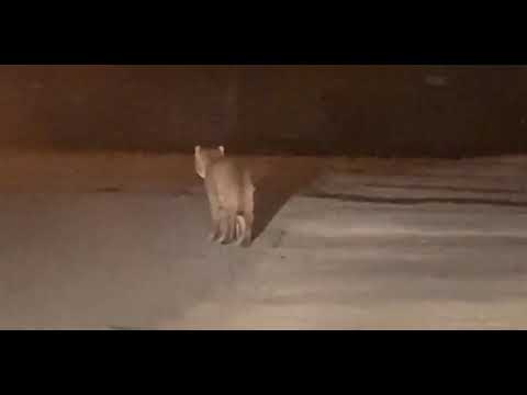A mountain lion was caught on camera perusing an upstate New York street.