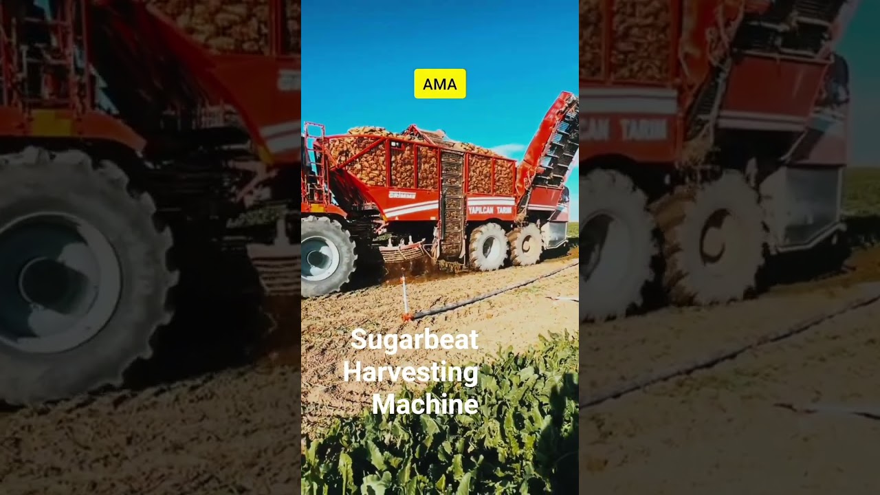 Sugarbeat Harvesting Machine|Turkey|USA|Germany|China Agriculture technology|World 🌎 Agri Machine