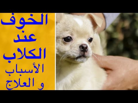 فيديو: مشاكل سلوك الأمهات في إناث الكلاب