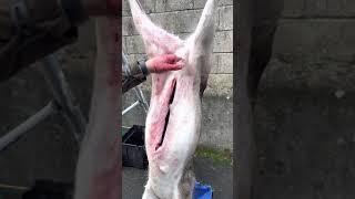 How To Remove The Udders On A Female Deer Without Bursting The Glands