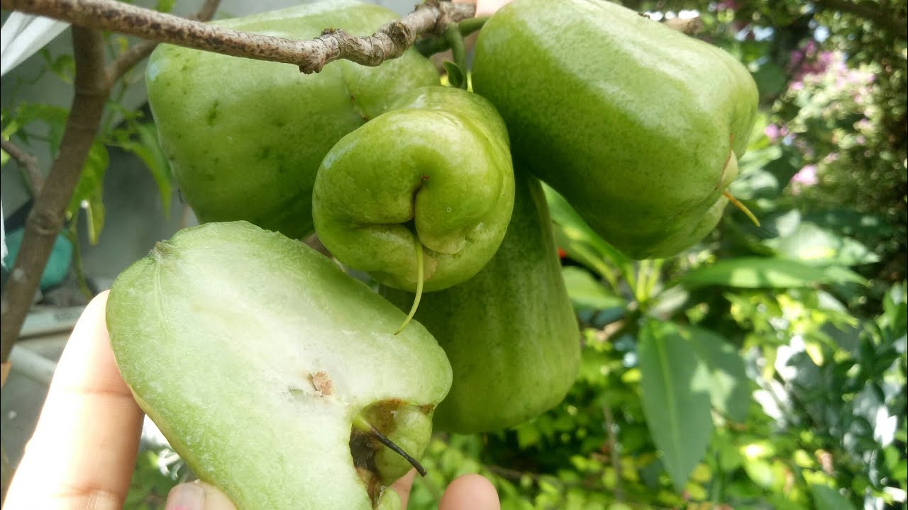 Petik dan Review Jambu Kiojok Unggulan di @kebunatapmamaemons7363