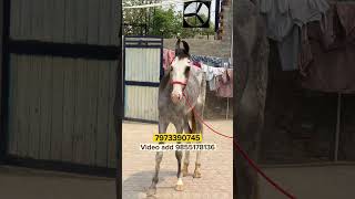 Nili chambi vaseri , mor wale jione ghode di bacci , #horse