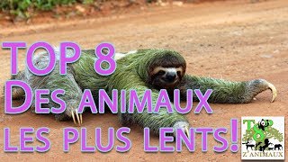 TOP 8 Des Animaux Les Plus Lents !