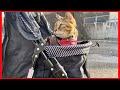 【保護猫9匹】猫と過ごした年末とお正月/今年もよろしくお願いします😸💐
