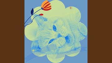 Pulsating Backdrops for Comfortable with Cats