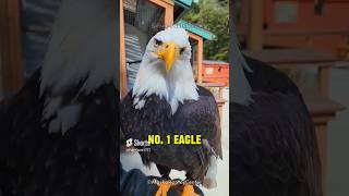 Eagle and Lion With Their Real Voices  #shorts