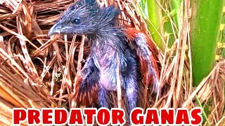 KUMPULAN MOMEN ANAK BURUNG BUBUT SEDANG MENELAN HEWAN" PREDATOR LAIN