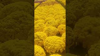Chrysanthemum#Beautiful#Yellow Flowers