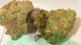 Strain Review: Stardawg