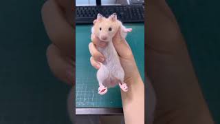 4 Jenis Hamster Populer di Indonesia Part II