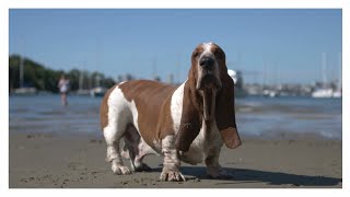 Basset Hound Real Barking Sounds | Dog show