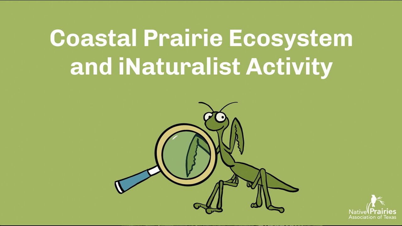 Coastal Prairie Ecosystem and iNaturalist Activity