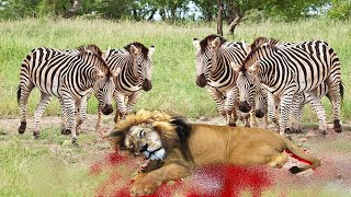 사자의 공격으로부터 아기 얼룩말을 구하는 어미 얼룩말! Mother saves zebra baby from lion real attack!