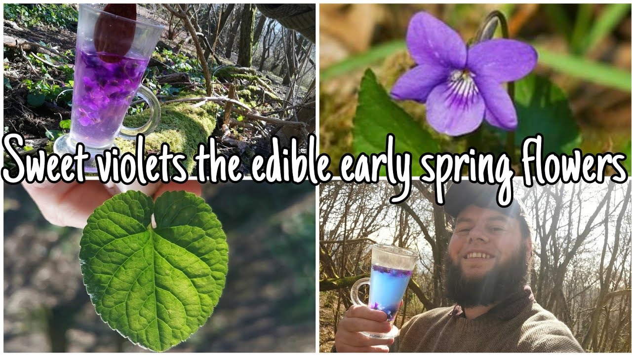 Sweet Violets: The Edible Spring Flowers ? (Viola odorata) - YouTube