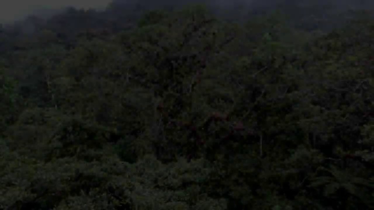 Montane Forest by Abhinav & Harihar