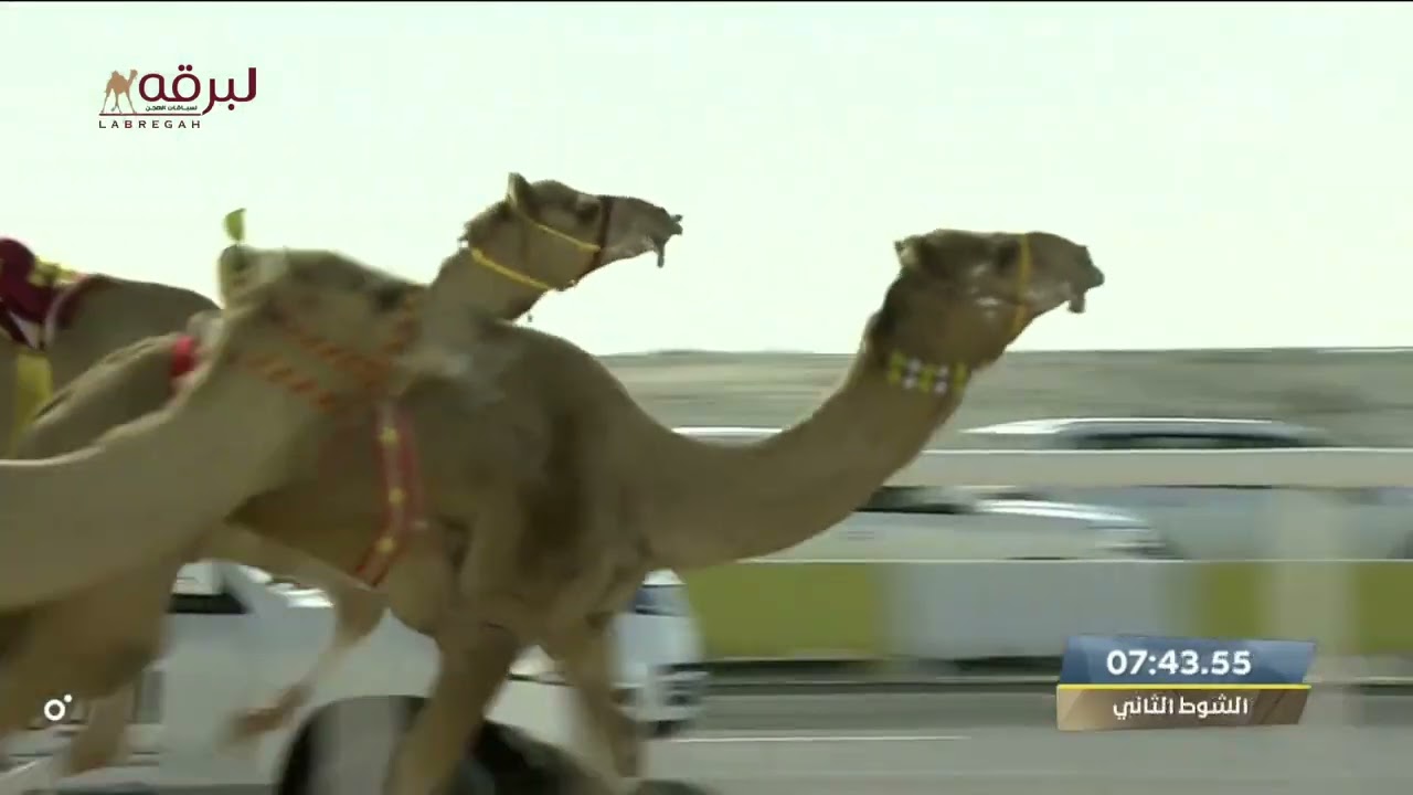 ش2 البدع لـ حمد راشد حمد غدير الكتبي (مهرجان سمو الأمير الوالد 27-1-2023م) الخنجر الفضي زمول عمانيات