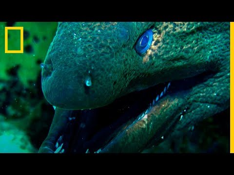 MORENAS vs TIBURONES. Grandes depredadores cazados | National Geographic en Español