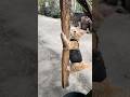 This Cat Is a Climbing Expert and Blends Right Into the Wood #cat #cuteanimal #kitten #cutecat