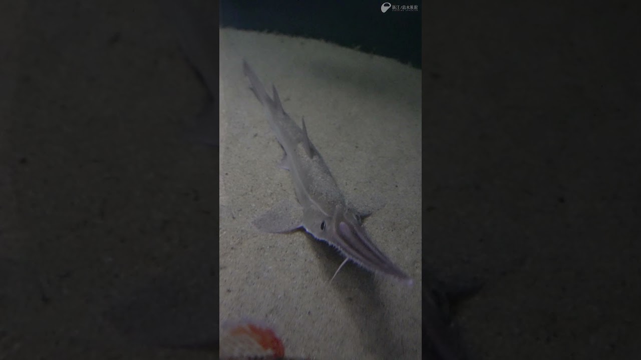 ノコギリザメ