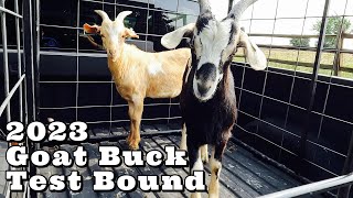 2023 Eastern Oklahoma Pasture-Based Meat Goat Buck Test | Goat Test | Goat Video by Bois D’ Arc Kiko Goats 4,707 views 10 months ago 11 minutes, 18 seconds