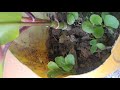 patiyon se aur cuttings se plants propagation