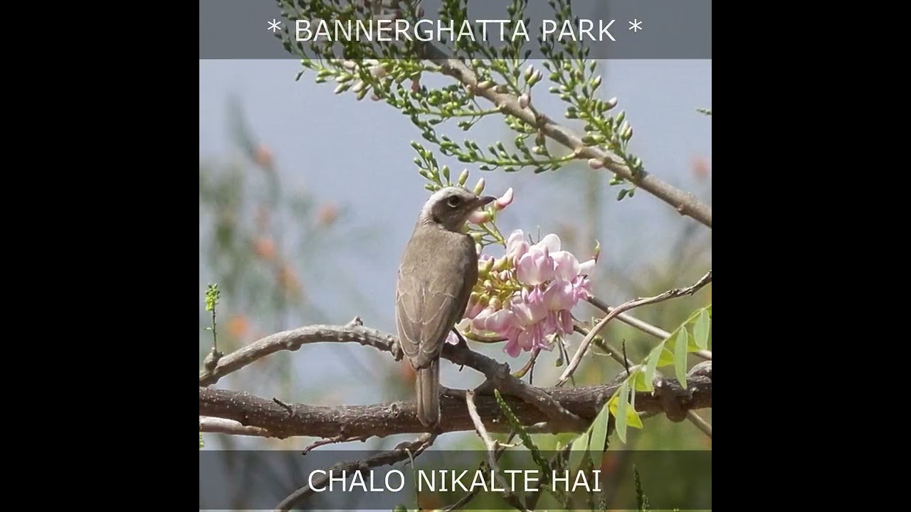 Bangalore Bannerghatta National Park 