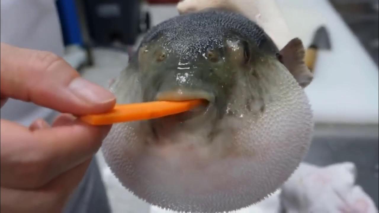 Сибас свежемороженый. Лаврак рыба. Ледяная рыба. Ртуть в рыбе. Русский сет из рыбы.