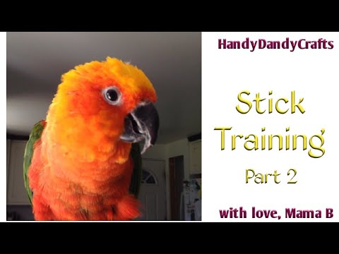 Come Stick Train Your Jenday Conure Parte 2