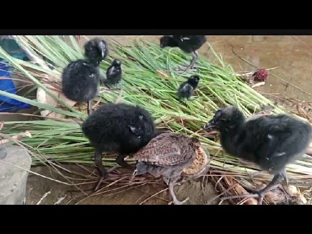 Kren Nih Pelihara Anak Burung Mandar Biru Dan  anak ayam hutan class=