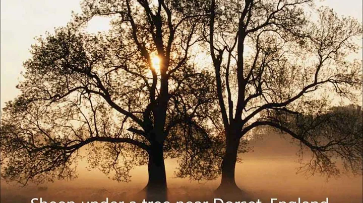 "Panis Angelicus," Performed by Julie Prentice, So...