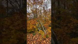 Yine Aylardan Kasım