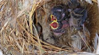lnsight Video of the 7th day after the baby sparrow hatches. by Bird's world 214 views 1 month ago 8 minutes, 23 seconds
