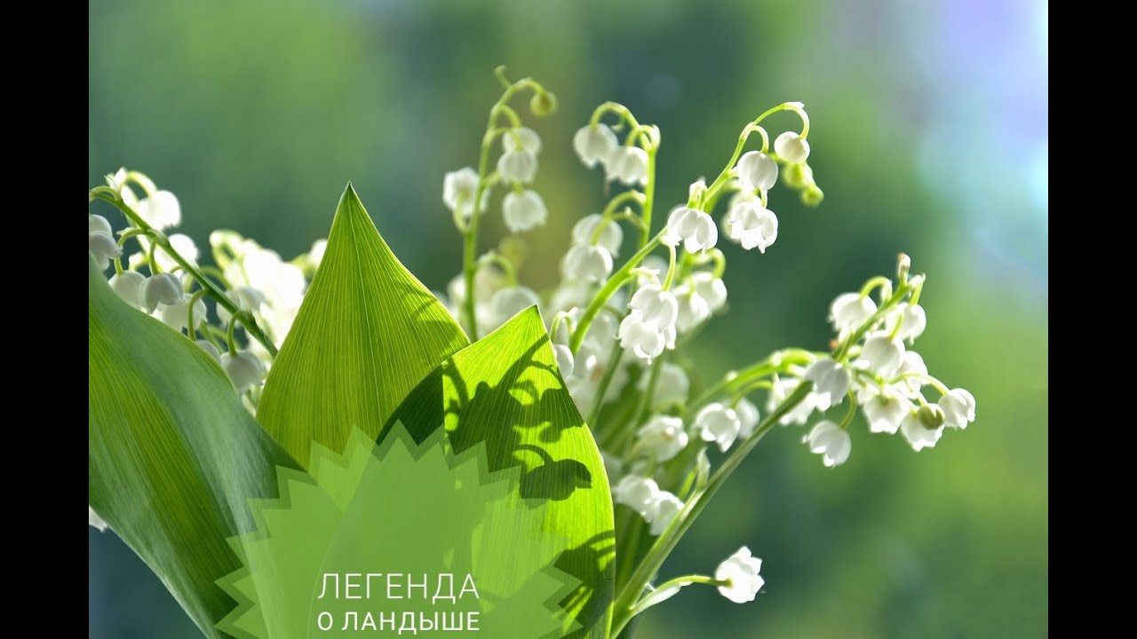 Легенда о ландыше - YouTube