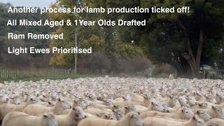 Ram Removal  2000 Ewes Drafted