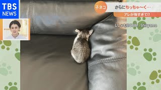 アレが怖くて・・・子ネコがさらにちっちゃ～く【Ｎスタ】