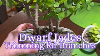 Mini Jades or Portulacaria afra Need Trimming - Stimulating More Branching Before Bringing Inside