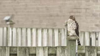 Hawk 8k Red Dsmc2 Footage.