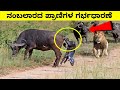 Animals Before Give birth | ನಂಬಲಾರದ ಪ್ರಾಣಿಗಳ ಗರ್ಭಧಾರಣೆ | Mysteries For you Kannada